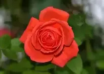 Rose Noble Red background wallpaper