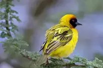 Southern Masked Weaver background wallpaper