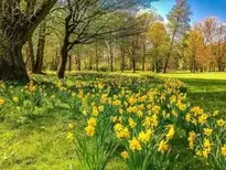 Daffodils Osterglocken Park background wallpaper