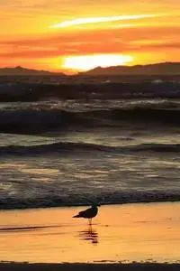 Sunset California Pacific background phone wallpaper