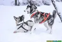 Winter Snow Dogs background wallpaper