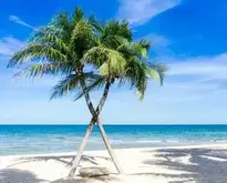 Caribbean Palm Trees Pacific background wallpaper