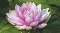 Water Lily Aquatic Plant Nature background wallpaper