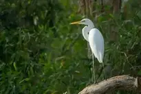 Australia Northern Territory Birds background wallpaper