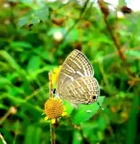 Butterfly Insect Nature Summer phone wallpaper