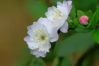 Flower Nature Plant background wallpaper