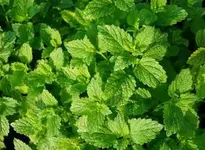 Peppermint Plant Tee background wallpaper