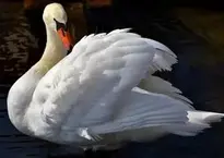 Swan Elegant Noble background wallpaper