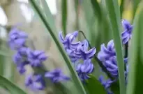 Blue Green Flower background wallpaper