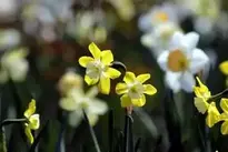 Daffodils Flowers Narcissus background wallpaper