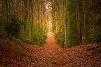 Forest Mixed Forest Trees background wallpaper