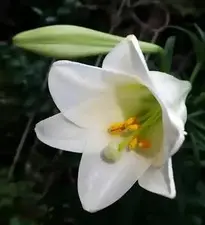 Lily Flower Fragrant Bulb Garden phone wallpaper