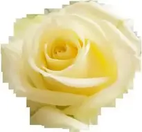 Rose Apg Transparent background wallpaper