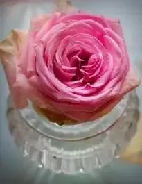 Rose Pink Noble background phone wallpaper