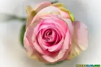 Rose Pink Noble background wallpaper