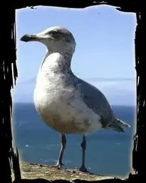Seagull Animal Bird Ocean Pacific phone wallpaper