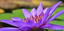 Water Lily Nuphar Lutea Aquatic Plant background wallpaper