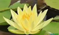 Water Lily Nuphar Lutea Aquatic Plant background wallpaper
