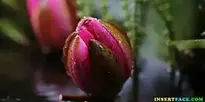 Water Lily Nuphar Lutea Aquatic Plant background wallpaper