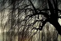 Weeping Willow Pasture Tree background wallpaper