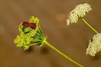 Bugs Stripes Bugs Pairing background wallpaper