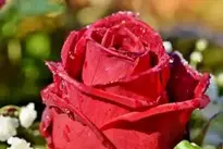 Rose Rose Blossom Noble Rose wallpaper