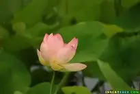 Water Lily Aquatic Plant Nature background wallpaper