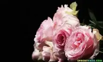 Roses Noble Roses Pink background wallpaper