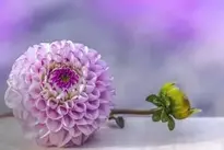 Dahlia Purple Flower background wallpaper