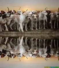 Dogs Sunset Reflection background phone wallpaper