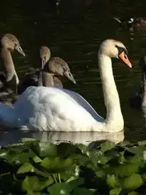 Swan, Pond, Graceful background phone wallpaper