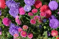 Asters, Flowers, Astra background wallpaper