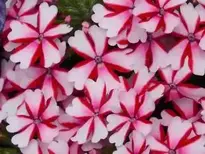 Peppermint, Verbena, Leaf background wallpaper